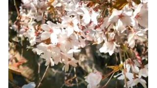 Best Places to See Cherry Blossoms in Auckland | Auckland in Spring